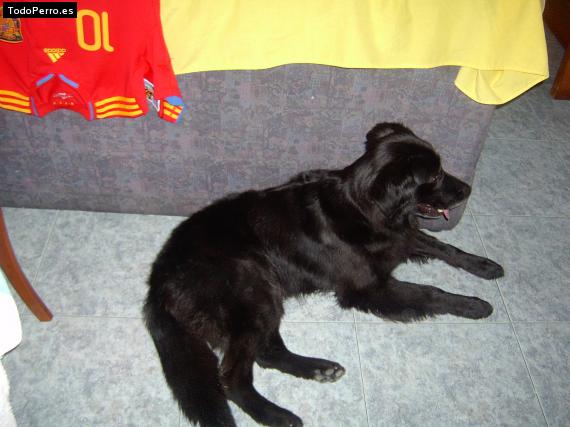 La foto del perro