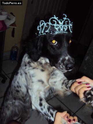 La foto del perro