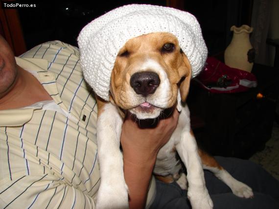 La foto del perro