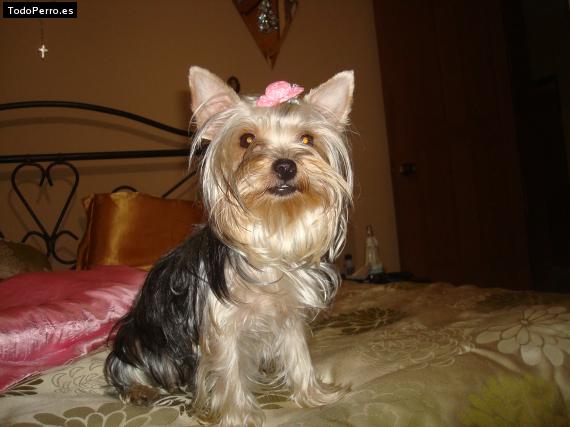 La foto del perro