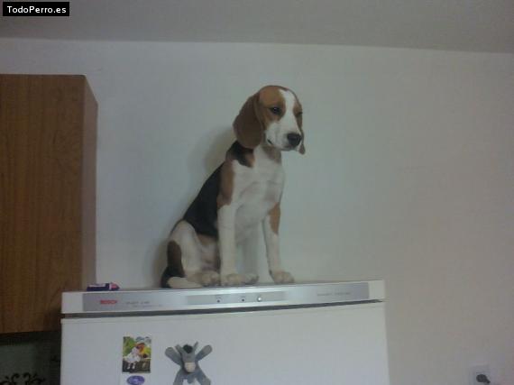 La foto del perro