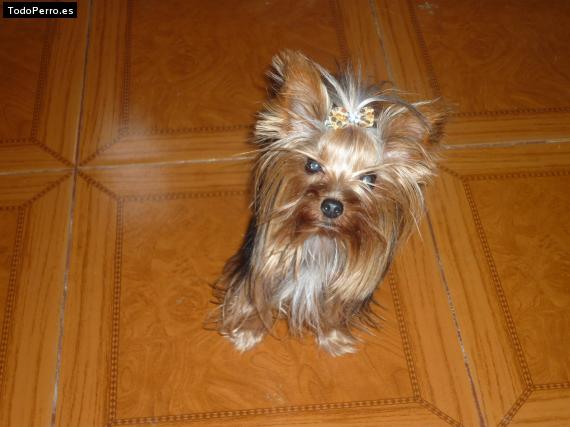 La foto del perro