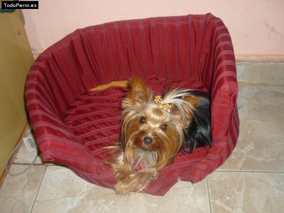 La foto del perro