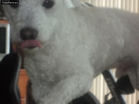 La foto del perro