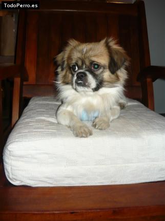 La foto del perro