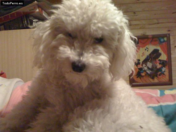 La foto del perro