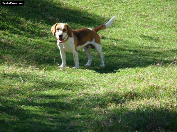 La foto del perro