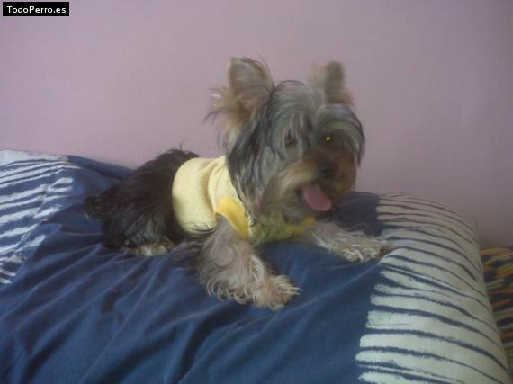 La foto del perro