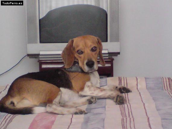 La foto del perro