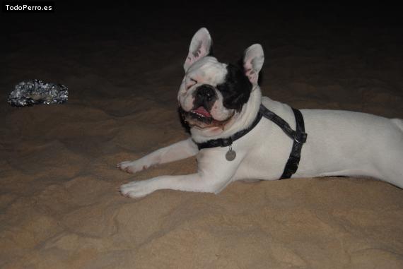 La foto del perro