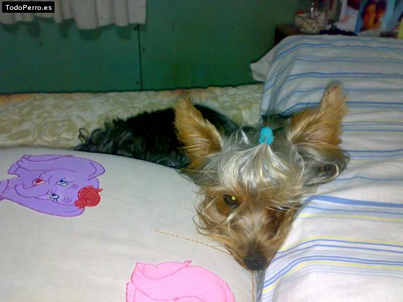 La foto del perro