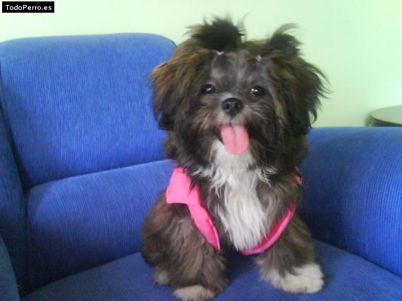 La foto del perro