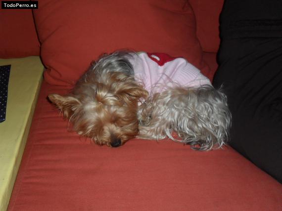 La foto del perro