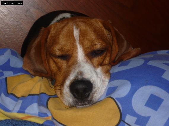 La foto del perro