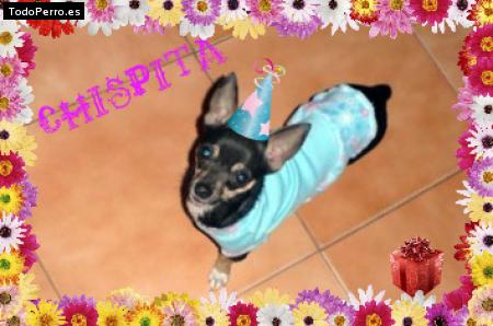 La foto del perro