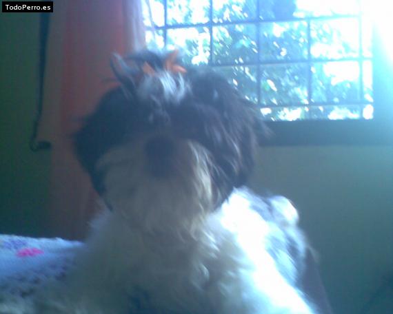 La foto del perro