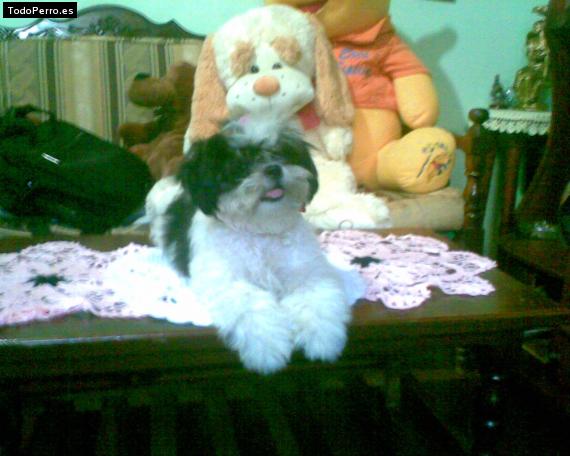 La foto del perro