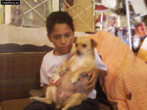 La foto del perro