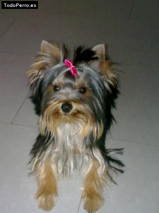 La foto del perro