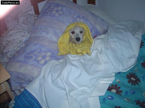 La foto del perro