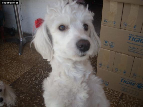 La foto del perro