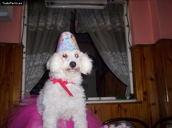 La foto del perro