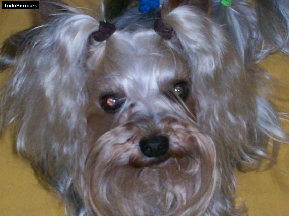 La foto del perro