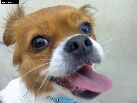 La foto del perro