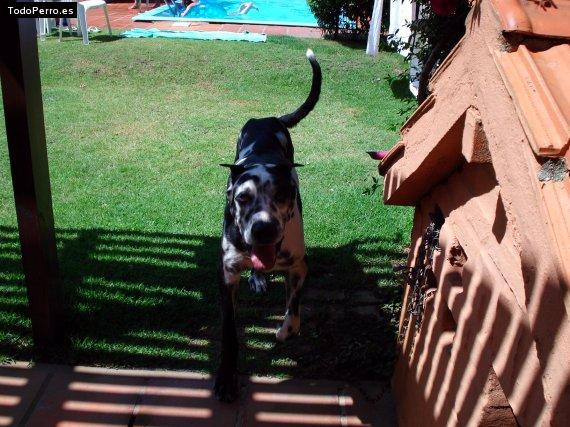 La foto del perro