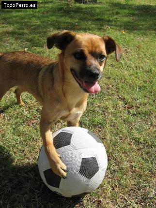 La foto del perro