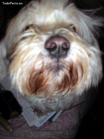 La foto del perro