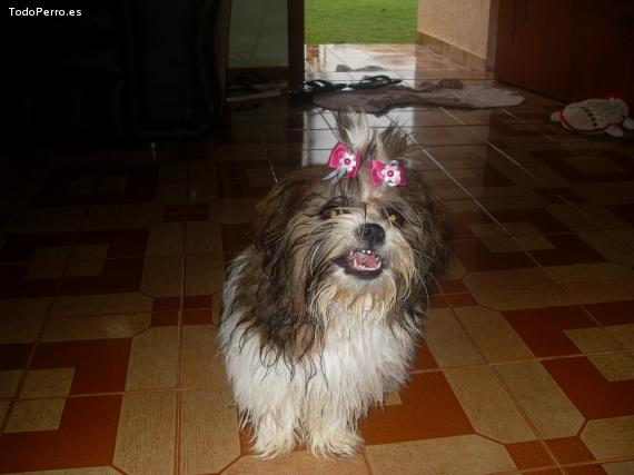 La foto del perro
