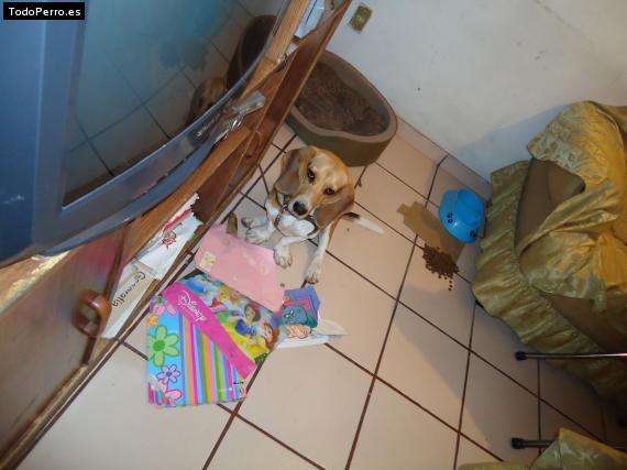 La foto del perro