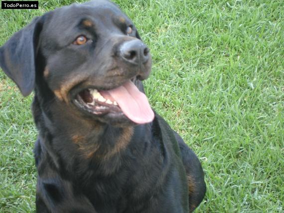 La foto del perro