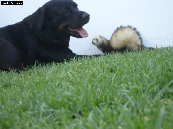 La foto del perro