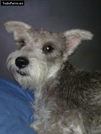 La foto del perro