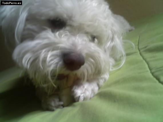 La foto del perro