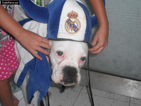 La foto del perro