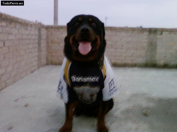 La foto del perro