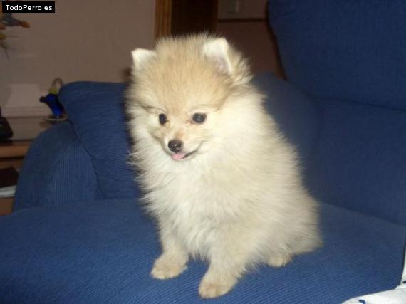 Foto del perro Hannah