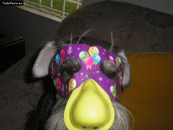 La foto del perro