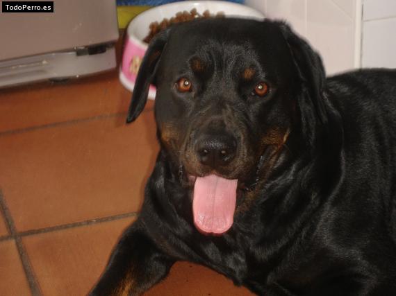 La foto del perro