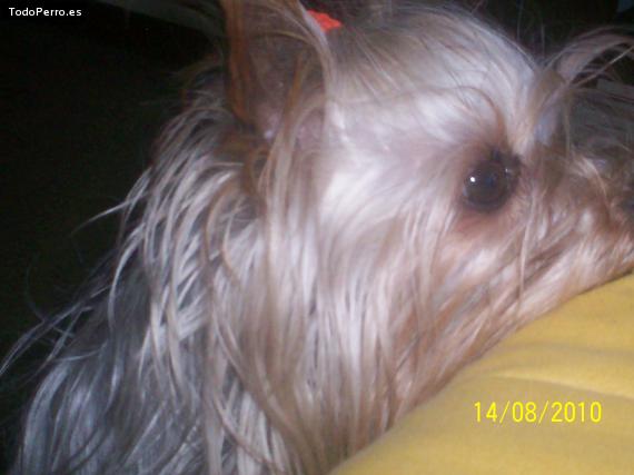 La foto del perro