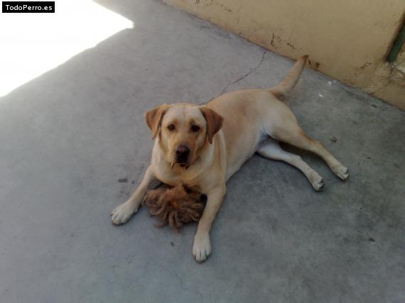 La foto del perro