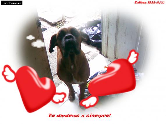 La foto del perro