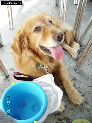 La foto del perro