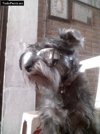 La foto del perro
