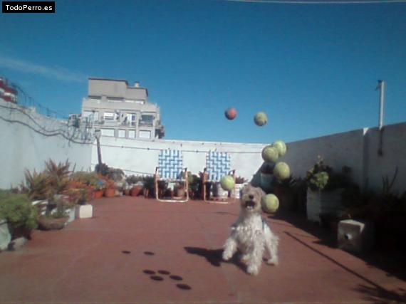 La foto del perro