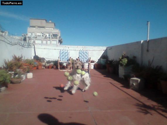 La foto del perro