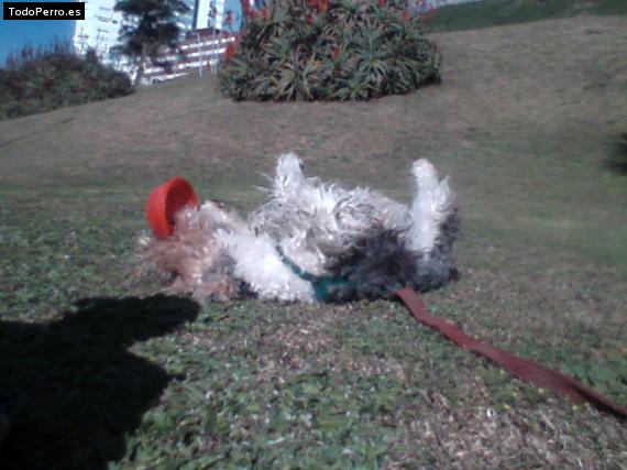 La foto del perro